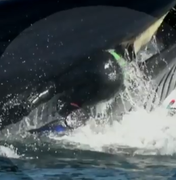 Mergulhador sul-africano é engolido por baleia, mas consegue escapar