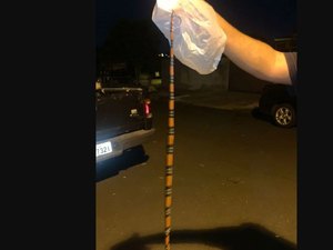 Susto: Pais encontram cobra coral enrolada em bebê de três meses