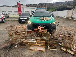 Polícia Militar de Alagoas apreende armas, resgata passaros e tatus em operação