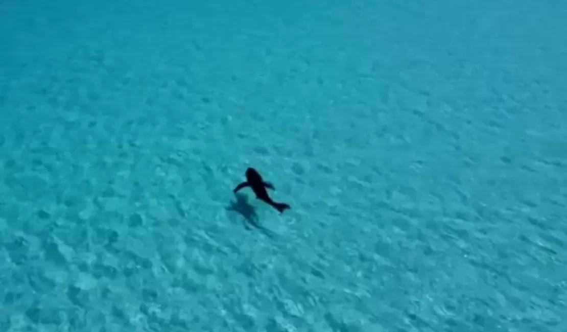 Tubarão é flagrado por drone após atacar mulher e deixar 'rastro de sangue'