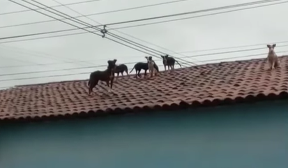 Cachorros aparecem misteriosamente no telhado de residência em Coruripe