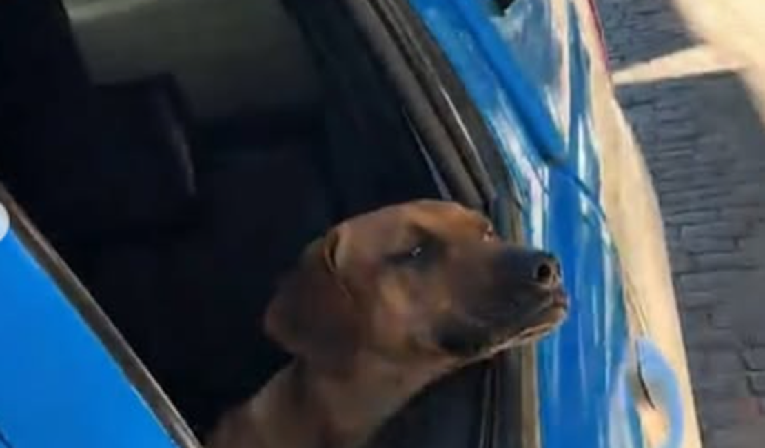 Cachorro caramelo vira “quarto integrante” de equipe policial
