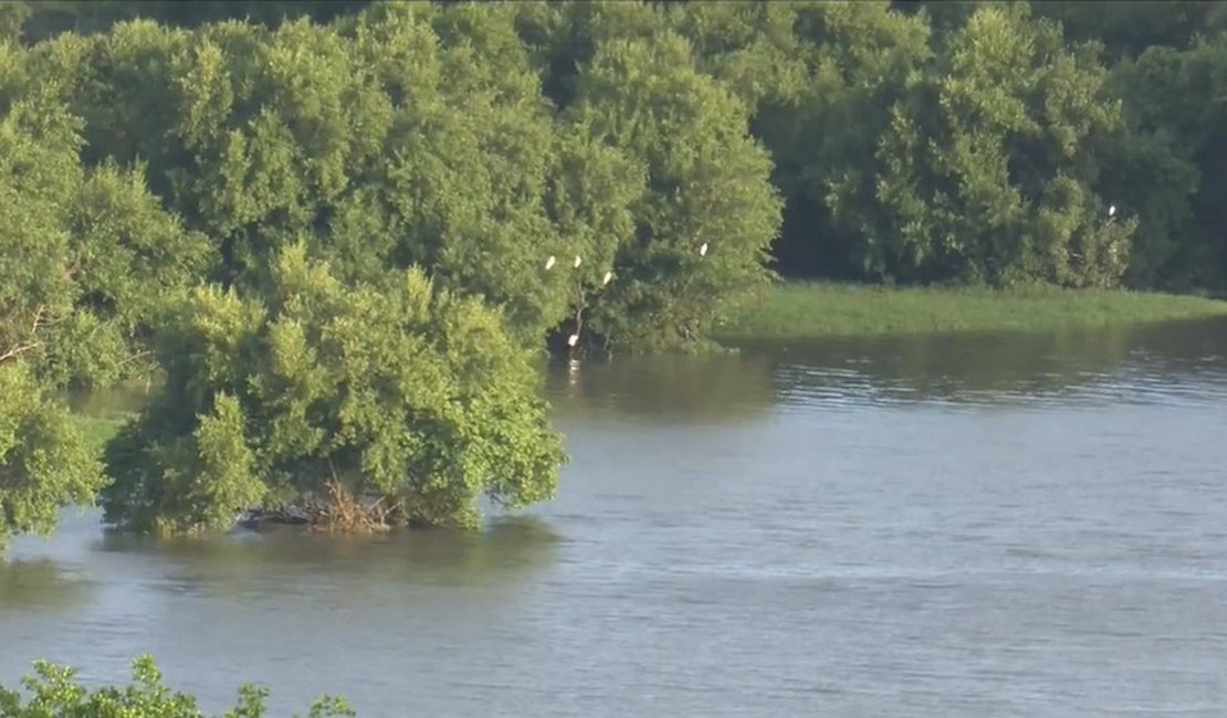 Avanço de Lagoa Mundaú ameaça desaparecimento de 13 hectares de manguezal