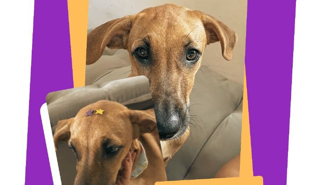Dono de animal oferece recompensa para quem achar cadela perdida