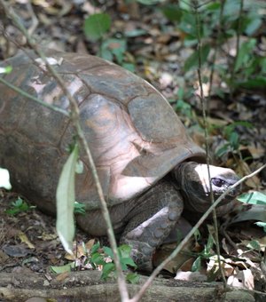 Papagaios-do-mangue e jabutis chegam a AL com missão de contribuir para refaunação e replantio de florestas