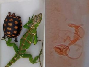 Funcionário dos Correios vê pacote se mexer e descobre iguana e jabuti