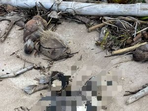 Mais um pinguim encalha morto no litoral de Alagoas
