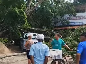 [Vídeo] Queda de árvore atinge veículo, loja e rede elétrica em Maceió