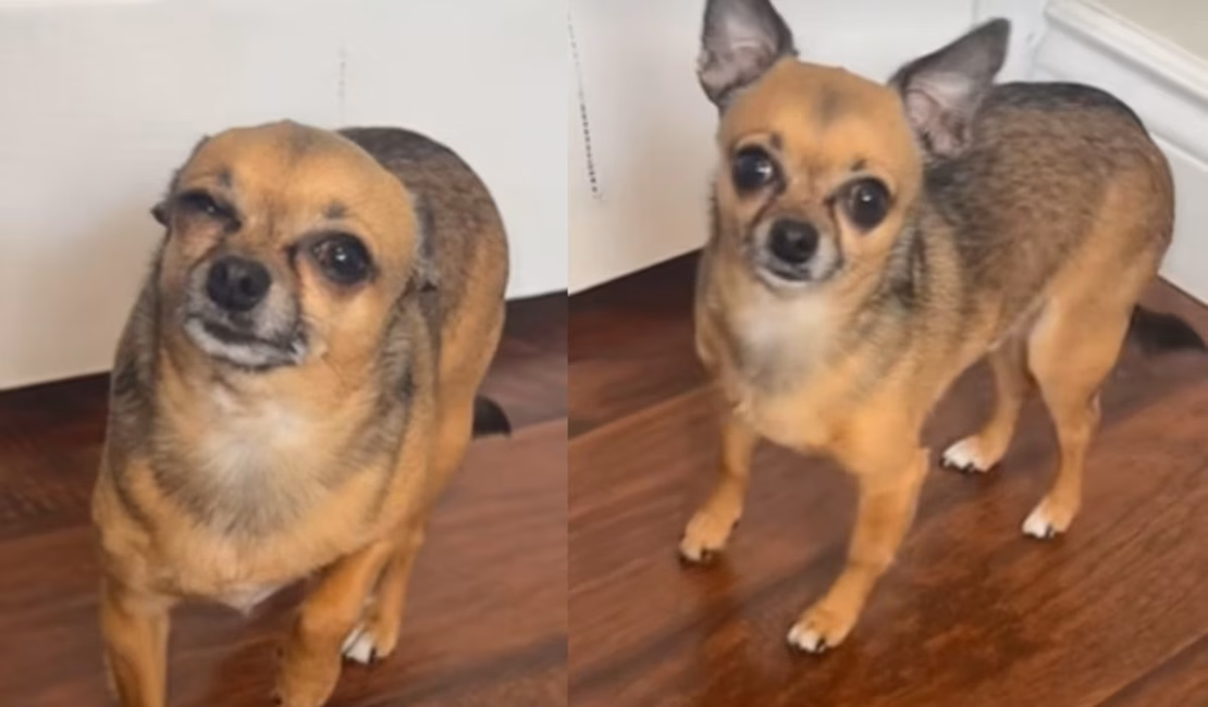 Cachorro finge estar doente para tutora faltar ao trabalho