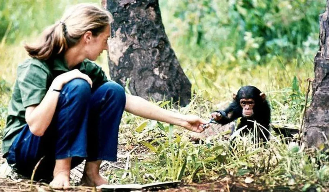 Jane Goodall, defensora do meio ambiente e 'amiga dos chimpanzés', morre aos 91 anos