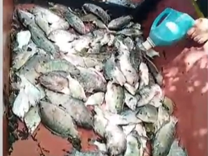 Escassez do peixe bagre afeta pescadores de Pilar