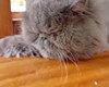 Gato da raça Persa desaparece em Arapiraca e família faz apelo por ajuda