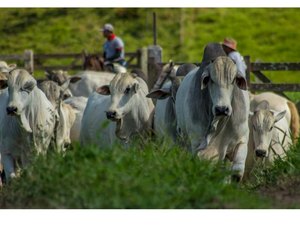 Adeal convoca criadores de gado para vacinar animais contra febre aftosa