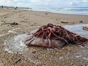 Água-viva queima adolescente na Praia do Francês e menina é socorrida