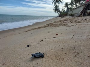 Soltura de tartarugas marinhas no litoral alagoano é transmitida pelas redes sociais