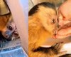 Macaquinho se assusta no meio da estrada e se esconde em roda de caminhonete