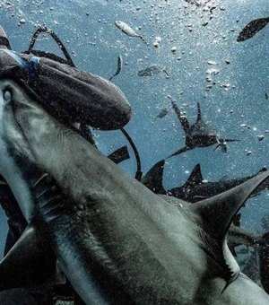 Fotógrafo pega o exato momento em que tubarão morde um mergulhador