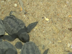 Doze tartarugas marinhas são encontradas na praia de Jatiúca