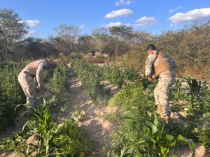 Operação integrada apreende mais de 25 mil pés de maconha em Canapi