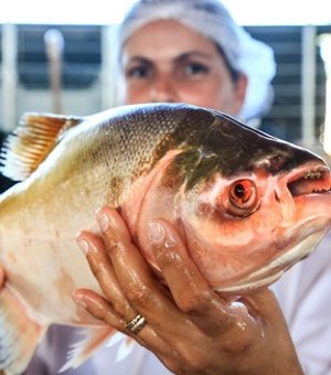 Nova edição da Feira do Peixe Vivo começa nesta sexta-feira, em Marechal Deodoro