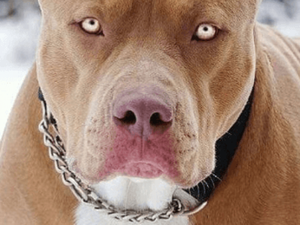 Após ameaça de serem comidas por pit bulls, adolescente e jovem são estupradas em Minas Gerais