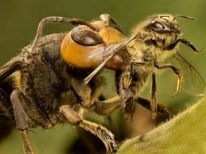 Idosa morre em mesa de restaurante após ser picada por vespa