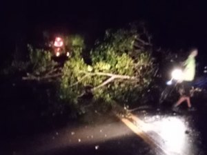 Árvore cai e bloqueia rodovia em Porto Calvo