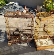 Mais de 180 pássaros foram apreendidos durante “ Curupira 11”
