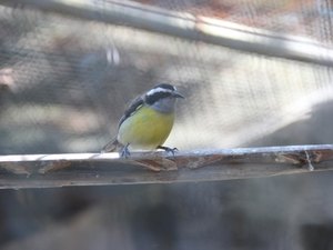 Licença para criar passeriformes é concedida pelo IMA de forma digital