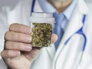 Senado discute uso da maconha para fins terapêuticos