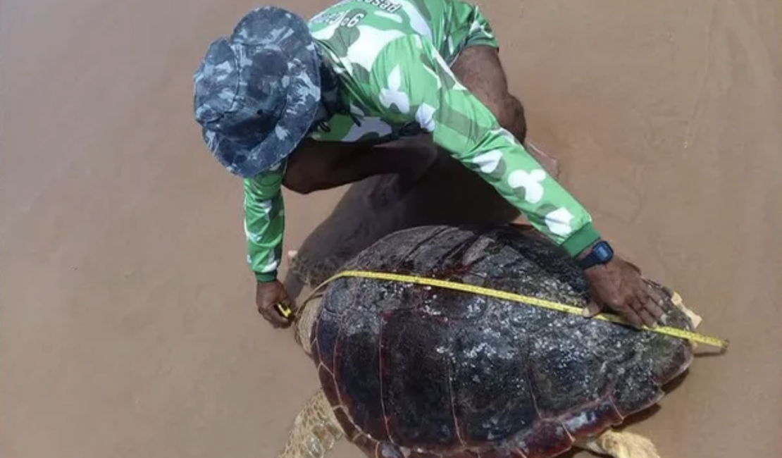Morte de tartaruga-cabeçuda em Coruripe pode ter relação com fragmentos de óleo