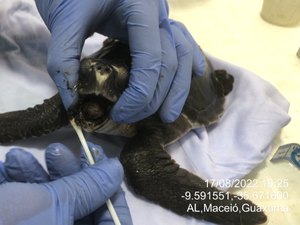 Tartaruga com óleo é resgatada em Maragogi