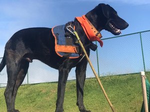 Achado em caçamba de lixo em SP, vira-lata 'Resgate' ajuda nas buscas em Brumadinho