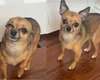 Cachorro finge estar doente para tutora faltar ao trabalho