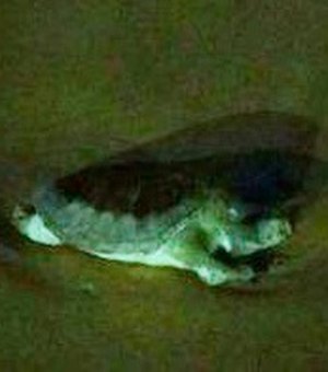 Turistas encontram tartaruga morta na praia de Jatiúca, em Maceió