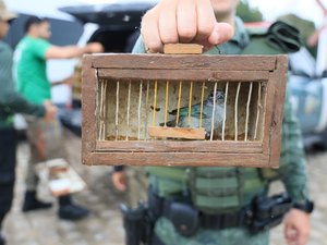 [Vídeo] FPI resgata 26 animais silvestres vítimas de maus-tratos em feira livre na zona rural de Palmeira