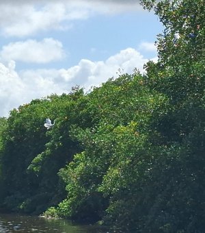 Justiça condena empresa e administradora por crime ambiental em Alagoas