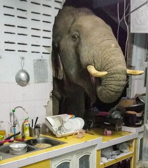 Elefante quebra parede de casa em busca de comida na Tailândia