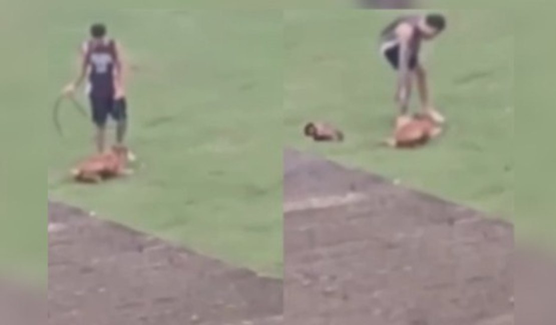 Funcionário de Centro de Equoterapia e Zooterapia é indiciado por maus-tratos contra cadela
