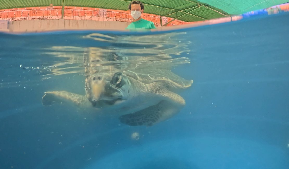 Tartaruga-oliva é reabilitada e reintroduzida ao mar na Praia de Riacho Doce
