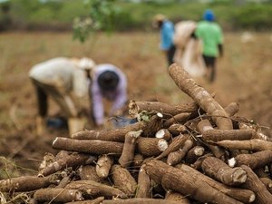 Arapiraca e Batalha recebem debate sobre a cadeia produtiva da mandioca