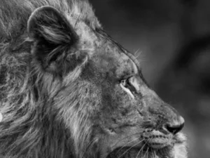 Filhote de macaco se mantém abraçado a corpo da mãe morta por leão