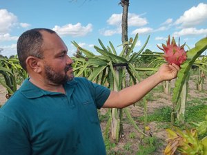 [Video] Pitaya torna-se uma boa alternativa de renda para a agricultura familiar em Arapiraca