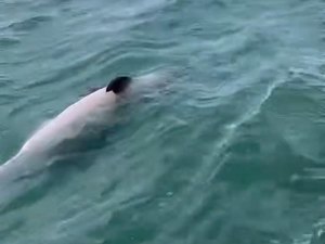 Golfinho é encontrado morto na Praia de Burgalhau, em Maragogi