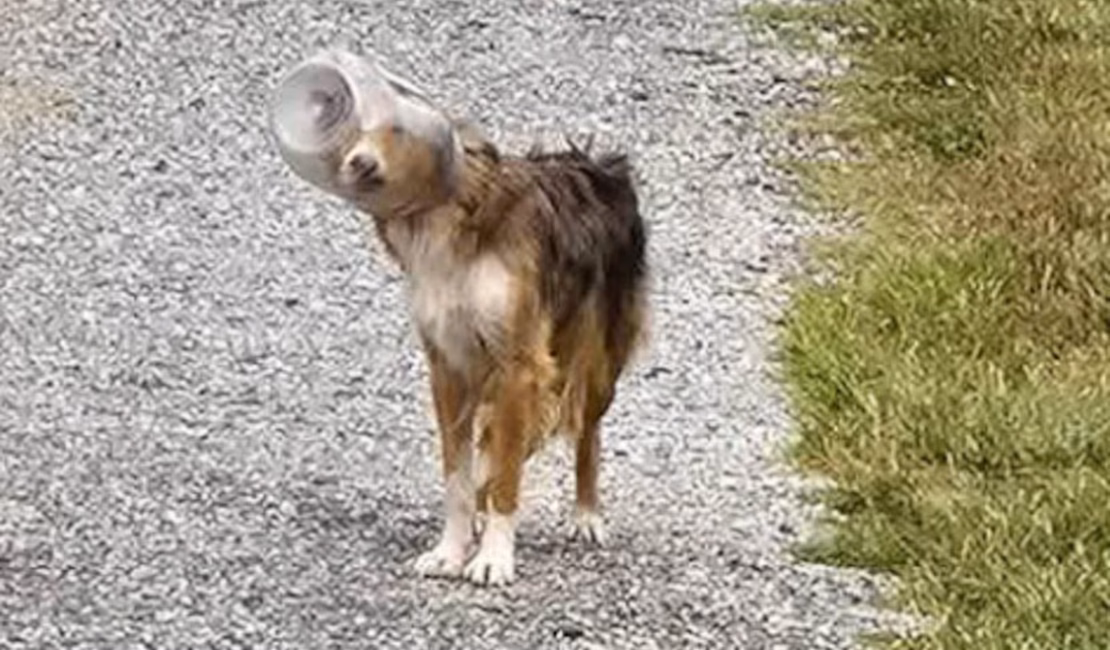 Drone salva cachorro que estava com a cabeça presa em pote nos EUA