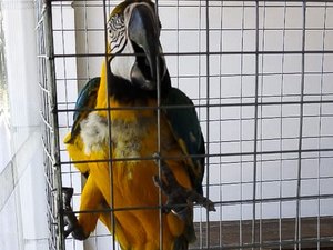 Araras feridas são resgatadas durante fiscalização de clube no Rio