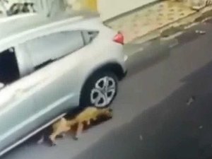 Mulher atropela cachorros de propósito e causa revolta