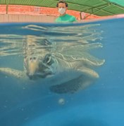 Tartaruga-oliva é reabilitada e reintroduzida ao mar na Praia de Riacho Doce