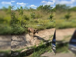 Homem de 68 anos é preso em flagrante por estuprar cachorro no DF