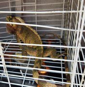 Iguana invade residência e é resgatada pelo Corpo de Bombeiros